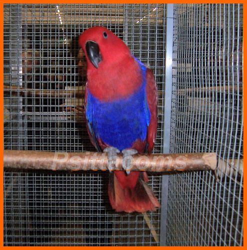 eclectus p1