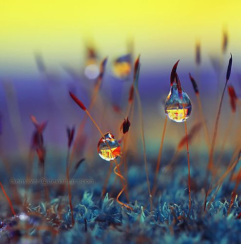 it__s_very_romantic_dews_by_diensilver-d3jawml.jpg
