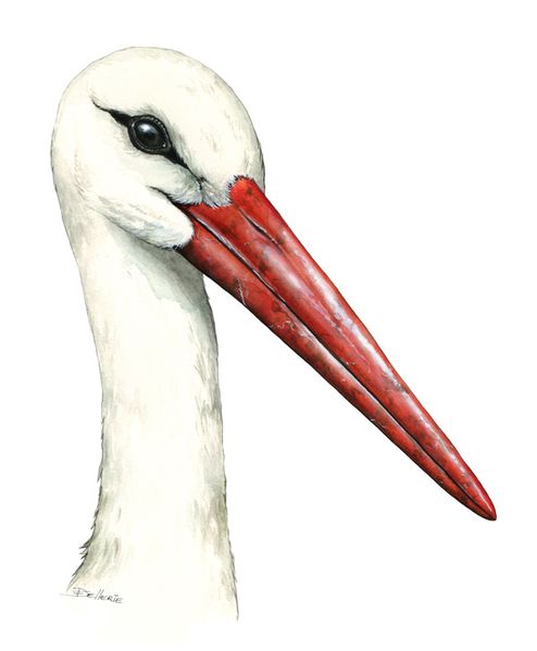 cigogne illustration florence dellerie