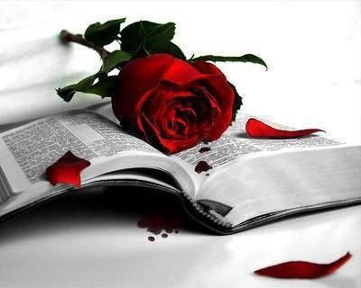 http://img.over-blog.com/498x375/0/26/81/63/amour-toujours/rose.jpg
