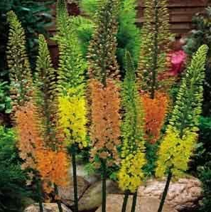 Capture-eremurus.PNG