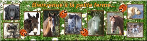 banniere laeti