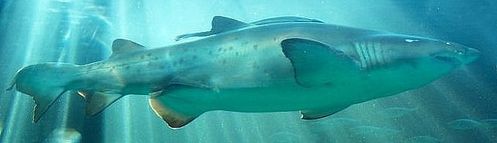 Shark9.jpg