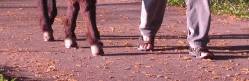 pieds et sabots
