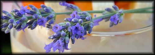 Smoothie-abricots-2a.jpg