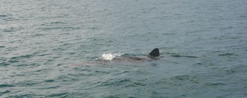 aileron whale shark