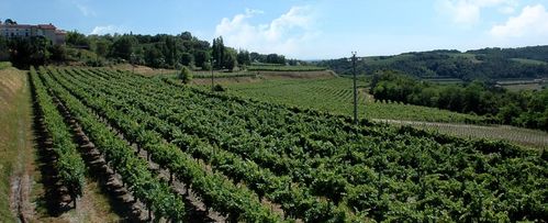 i-vgneti-del-Custoza.jpg
