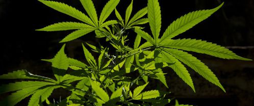 n-CANNABIS-large570.jpg