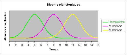 blooms images