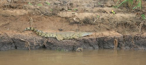 Crocos Rufiji river