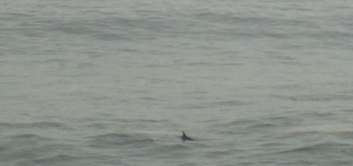PANAMERICAINE-DAUPHINS-2.JPG