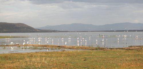 Flamingos-Nakuru.JPG