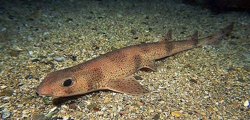 Scyliorhinus canicula actuel