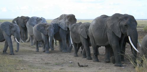 troupe-elephants-marche.JPG