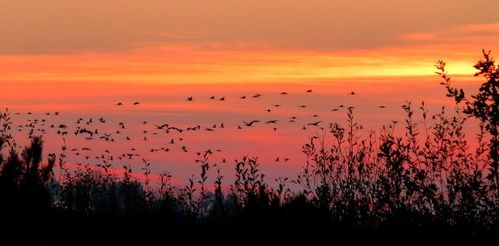 grues-cendreesJPG.JPG