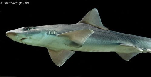 Galeorhinus-galeus2.jpg