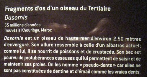 Jardins-des-plantes-4805.JPG