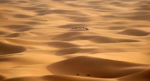 Photo désert marocain merzouga maroc dunes sable dromadaires.jpg