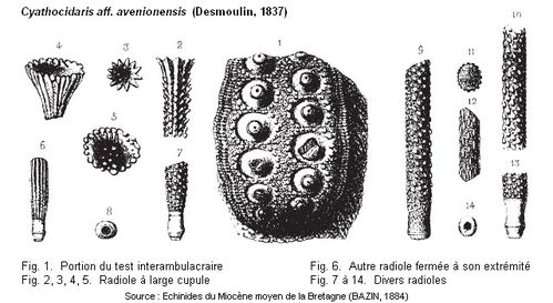 Planche-radioles-Bazin-1884.jpg