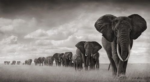 Nick-Brandt-elephant.jpg