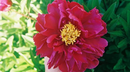 pivoine rigolotte rouge