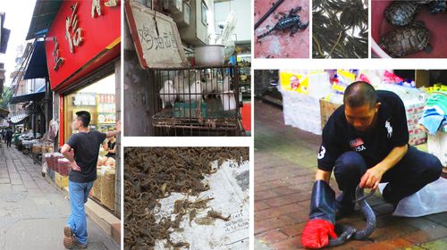 qingping-guangzhou-medicinal-market-alive-animals.jpg