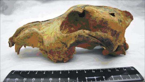 dog-skull.jpg