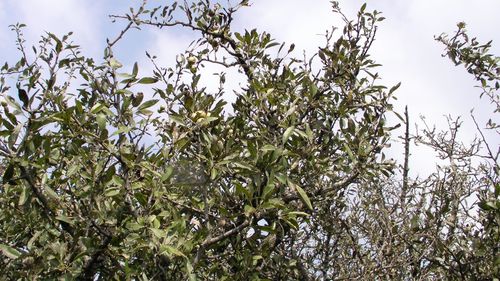 PommierSauvage Malus sylvestris Rieussec sept14