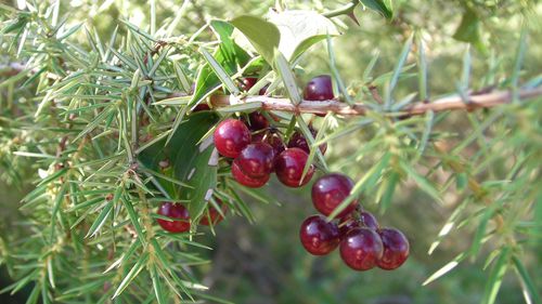 Salsepareille Smilax aspera Aragon sept14