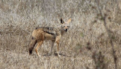 13 10 03 PK KRUGER (58)