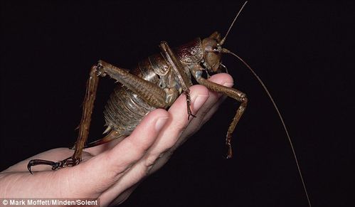 weta geant mark moffett-minden-solent