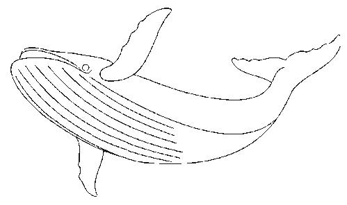 baleine10