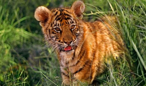 tigre-bebe.jpg
