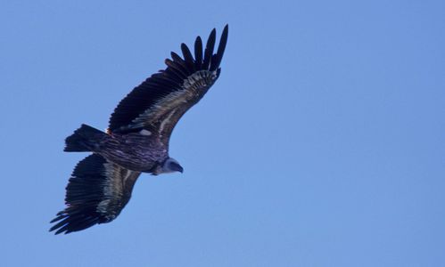 vautour2