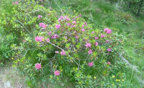 2012-06-27-Lacs de Prasles-008
