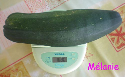 courgette_michele.jpg