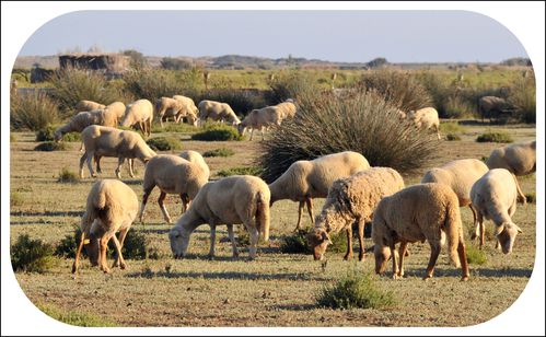 Moutons-a-Portiragnes.JPG