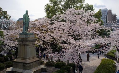 Japon-cerisier.jpg