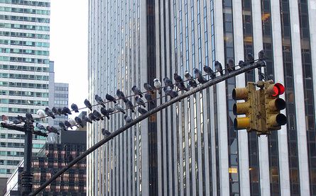pigeons
