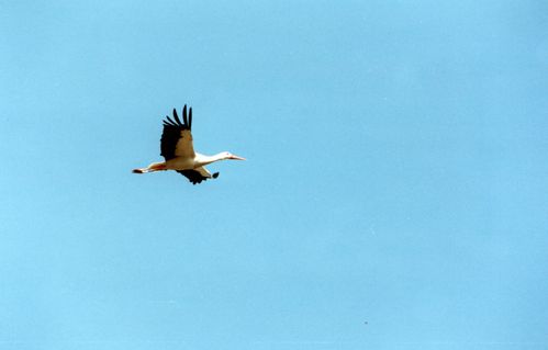 1993-cigognes-6.jpg