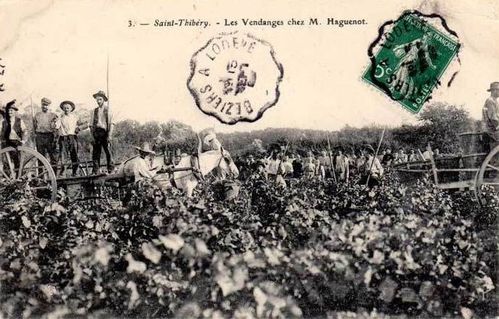 Vandanges-3.jpg
