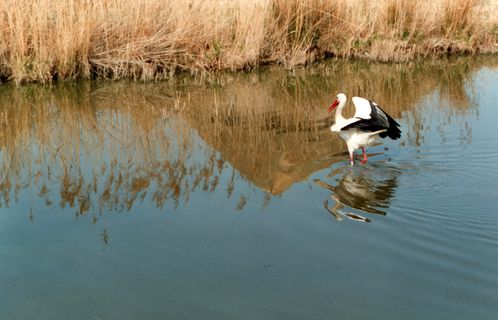 1993-cigognes-1.jpg