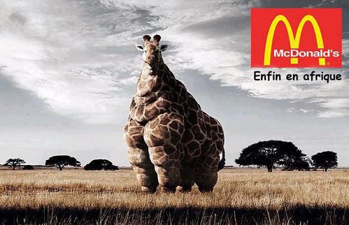 girafe obèse