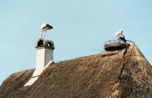 1993-cigognes-2.jpg