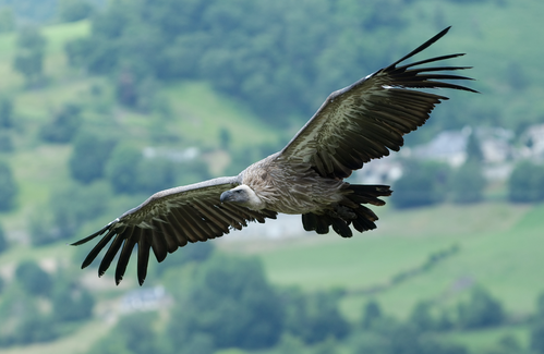 2012-9-25-Villardebelle-vautour
