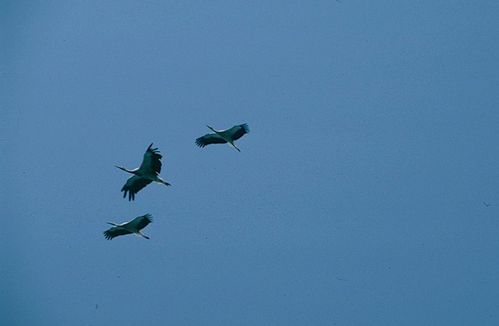 c03.jpg