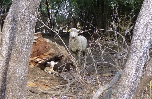 2013-02-28 Vidauban-043