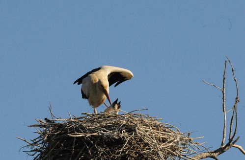 F12_1254.JPG