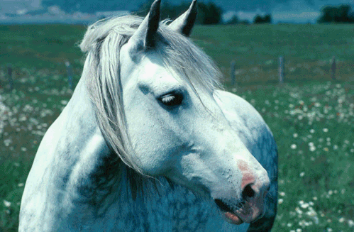 christiane4.gif