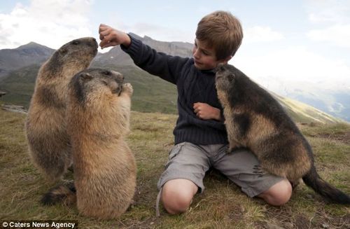 Marmotte 5